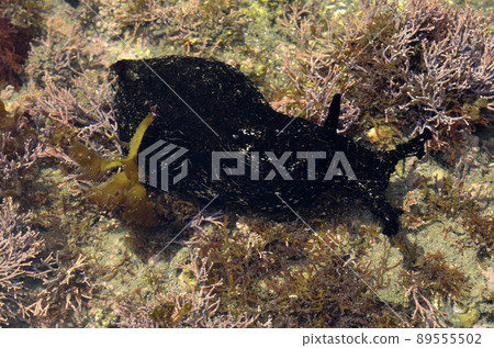 Aplysia tide pool at low tide 89555502