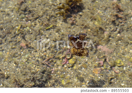 Swimming flatworm, flatworm 89555503
