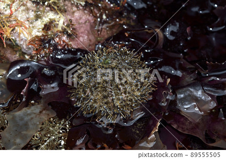 Sanshouni at low tide Sanshouni at low tide 89555505