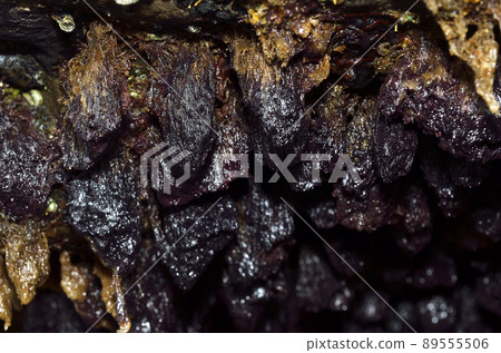 Bugula neritina 在退潮時 Bugula neritina 在退潮時 89555506