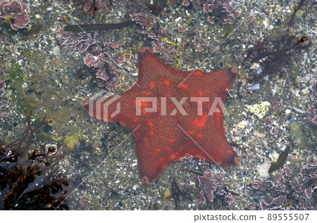 退潮時的糸卷海星潮池 退潮時的糸卷海星潮池 89555507