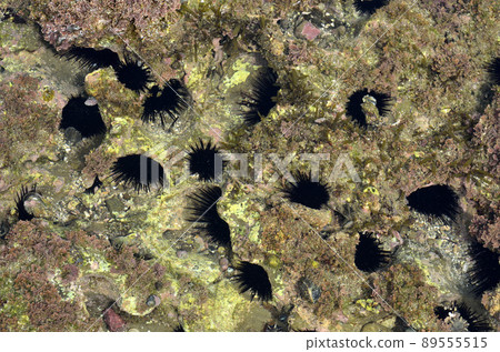 紫海膽 紫海膽 一群紫海膽 89555515