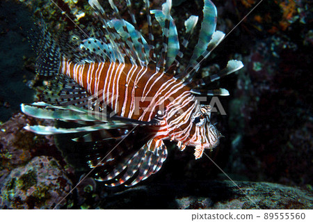 Lionfish up underwater Lionfish up underwater 89555560