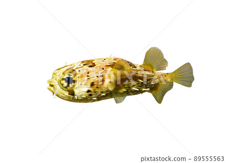 Porcupinefish Fugu companion white background Porcupinefish Fugu companion white background 89555563