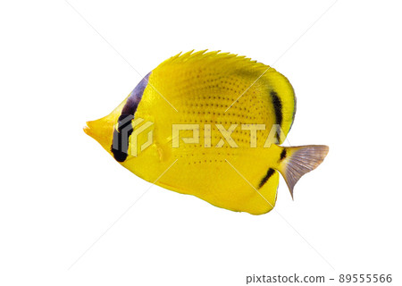 點綴蝴蝶魚白色背景 89555566