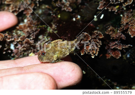 Dangouo Dangouo adsorbed on the hand 89555579