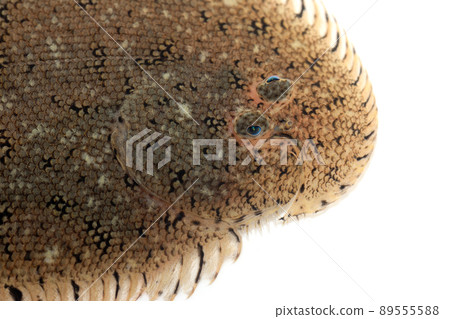 Soleidae up white background Soleidae up white background 89555588