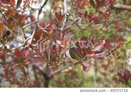 煙樹芽,2022 年 4 月 煙樹芽,2022 年 4 月 89555726