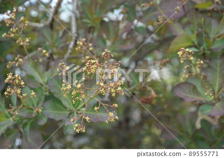 已經開始開花的煙樹花・ 2022年4月 89555771