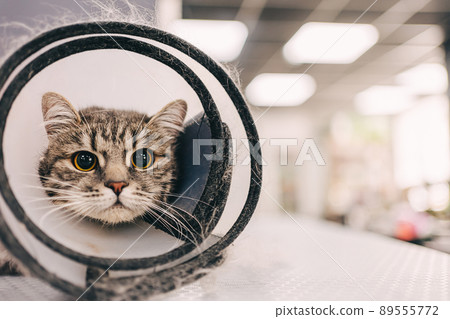 Combing a cat from the care salon. Cat with protection against bites. 89555772