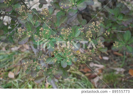 已經開始開花的煙樹花・ 2022年4月 89555773