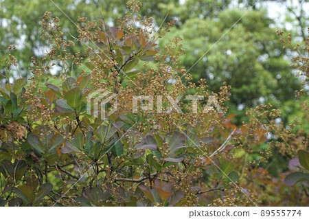 已經開始開花的煙樹花・ 2022年4月 89555774