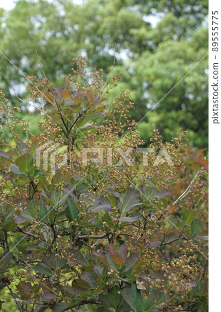 已經開始開花的煙樹花・ 2022年4月 89555775
