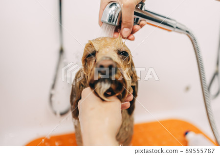 The dog takes a shower 89555787