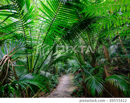 叢林之路 89555812