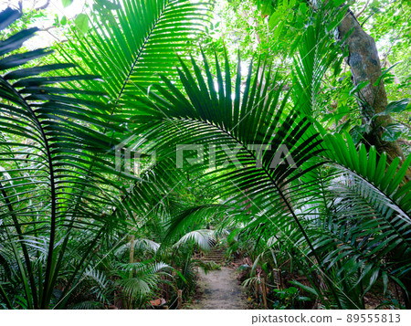 叢林之路 89555813