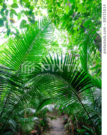 Jungle Road Jungle Road 89555814