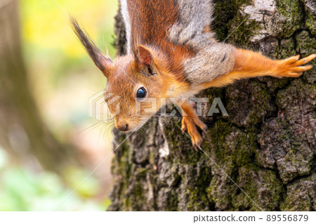 The Eurasian red squirrel Sciurus vulgaris in its natural habitat in the spring forest. The Eurasian red squirrel Sciurus vulgaris in its natural habitat in the spring forest. 89556879