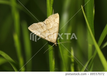 Usukimisujiatsuba 89557072