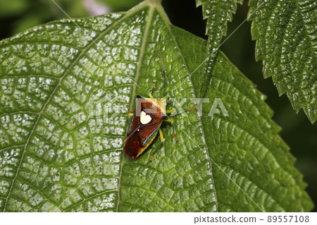 Esakimon stink bug 89557108