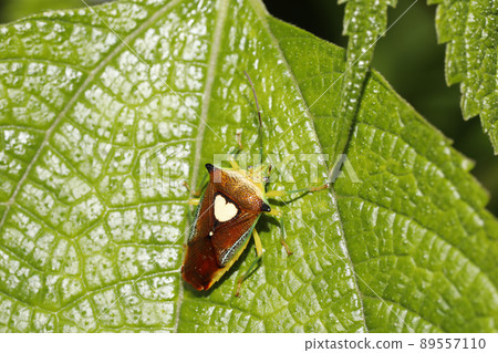 Esakimon stink bug 89557110