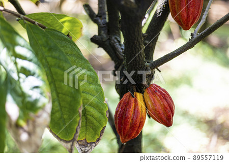 很多可可果子在樹上生長 89557119