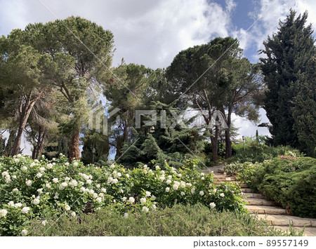 In the Wohl Rose Park in Jerusalem In the Wohl Rose Park in Jerusalem 89557149