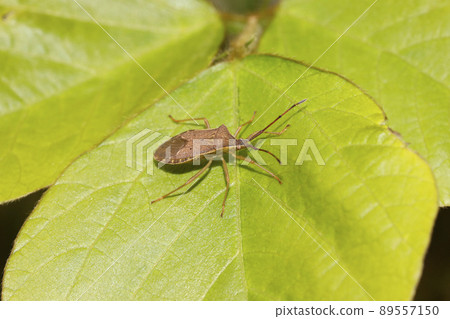 Shrimp bug Shrimp bug 89557150