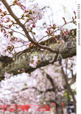 210404 Sakura Nakahashi z023 89557303