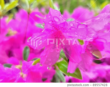 Brilliant Water Drops and Young Sanhong 89557428