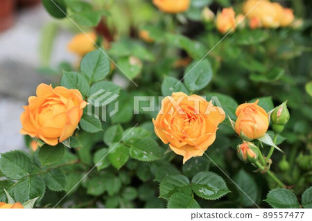 Yellow roses blooming in the garden Yellow roses blooming in the garden 89557477