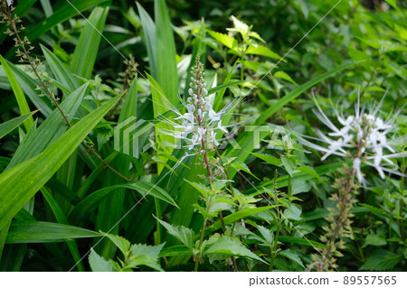 Cat's whiskers (Orthosiphon aristatus) white flowers 89557565