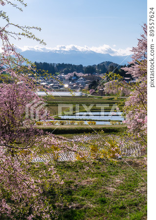 Red weeping cherry blossoms and rice fields 89557624