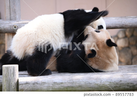 Good friend parent and child panda Good friend parent and child panda 89557783