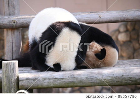 Good friend parent and child panda Good friend parent and child panda 89557786