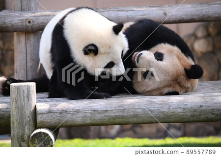 好朋友父母和孩子熊貓 89557789