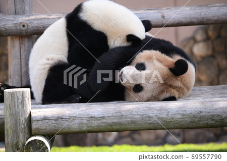 好朋友父母和孩子熊貓 89557790