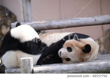 Good friend parent and child panda Good friend parent and child panda 89557792
