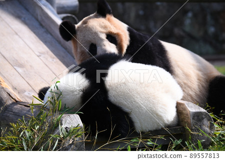Good friend parent and child panda Good friend parent and child panda 89557813