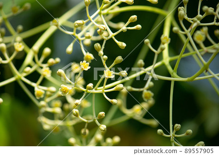 Where the flowers of Ceylon cinnamon are in bloom Scientific name: Cinnamomum Zeylanicum Nees Where the flowers of Ceylon cinnamon are in bloom Scientific name: Cinnamomum Zeylanicum Nees 89557905