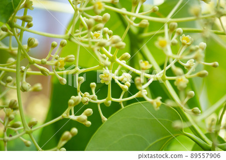 錫蘭肉桂花盛開的地方學名：Cinnamomum Zeylanicum Nees 89557906