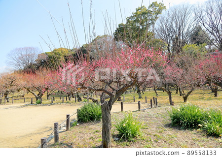 梅花紅梅 梅花紅梅 89558133
