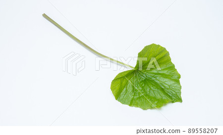 Leaf wasabi 89558207