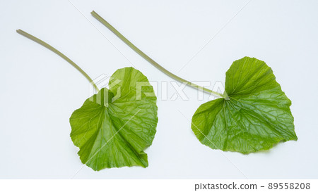 Leaf wasabi 89558208