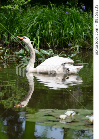 A swan floating in a pond where water lilies and iris flowers bloom 89558235