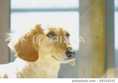 Miniature dachshund bathing in the sun by the window 89558541