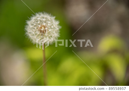 Dandelion's fluff Dandelion's fluff 89558937