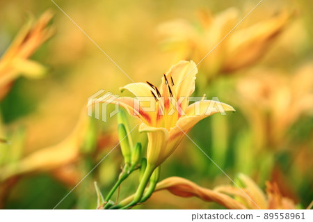 斷金針花 斷金針花 89558961