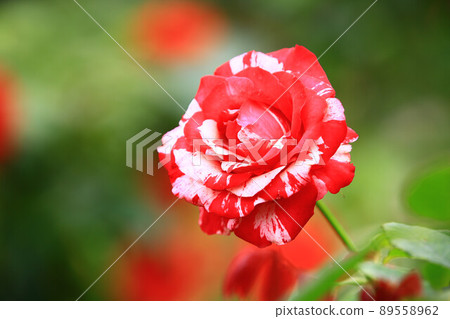 Blooming rose 89558962