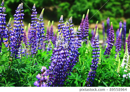 美麗的魯冰花（扇豆、山紫藤草、升紫藤草、狼豆） 89558964